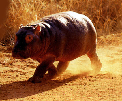 photograph of  a baby hippopotamus