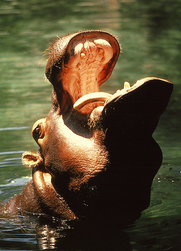 photograph of  a hippopotamus