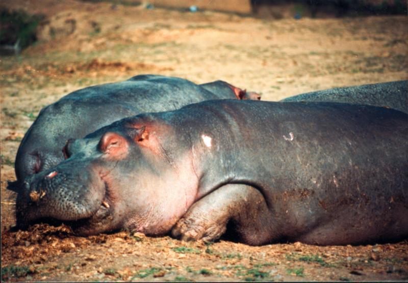 photograph of  a sleepy hippopotamus