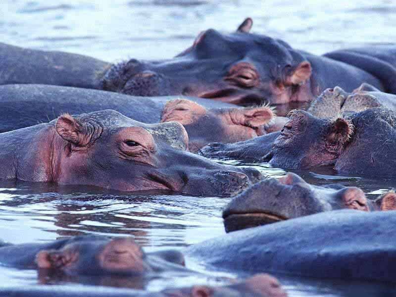 photograph of hippopotamuses in the river